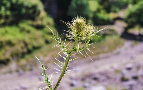 The Weeds of Life